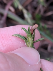 Stylosanthes viscosa