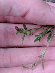 Stylosanthes viscosa