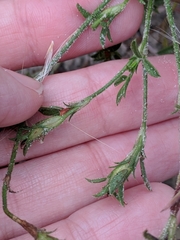 Stylosanthes viscosa