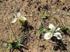 Moraea ciliata