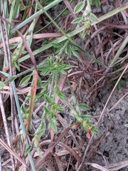 Stylosanthes viscosa