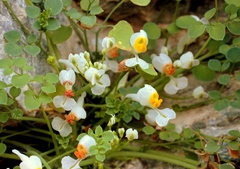 Sarcocapnos enneaphylla