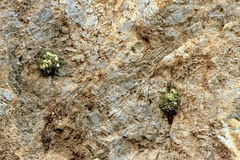 Sarcocapnos enneaphylla