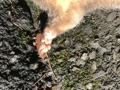 Melogale subaurantiaca