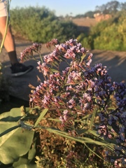 Limonium californicum
