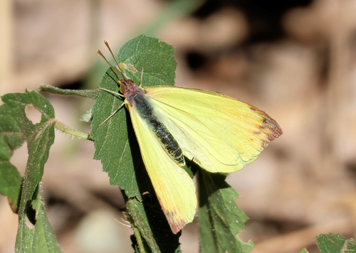 Autumnleaf Vagrant