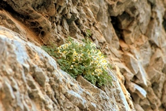 Sarcocapnos enneaphylla