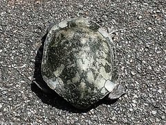 Chelodina expansa