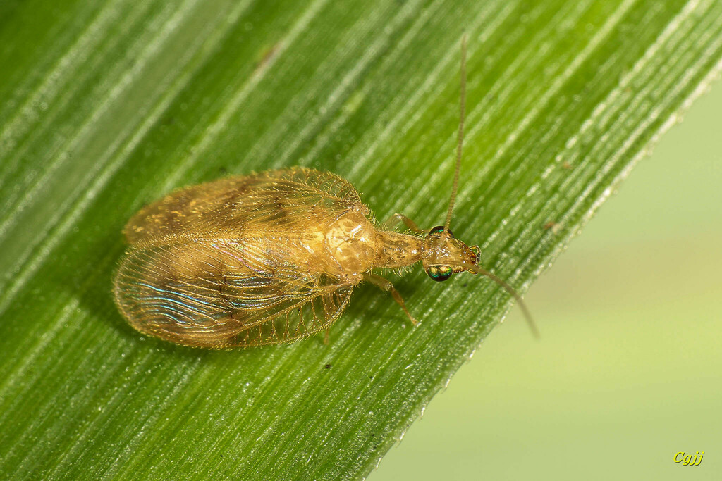 Notiobiella