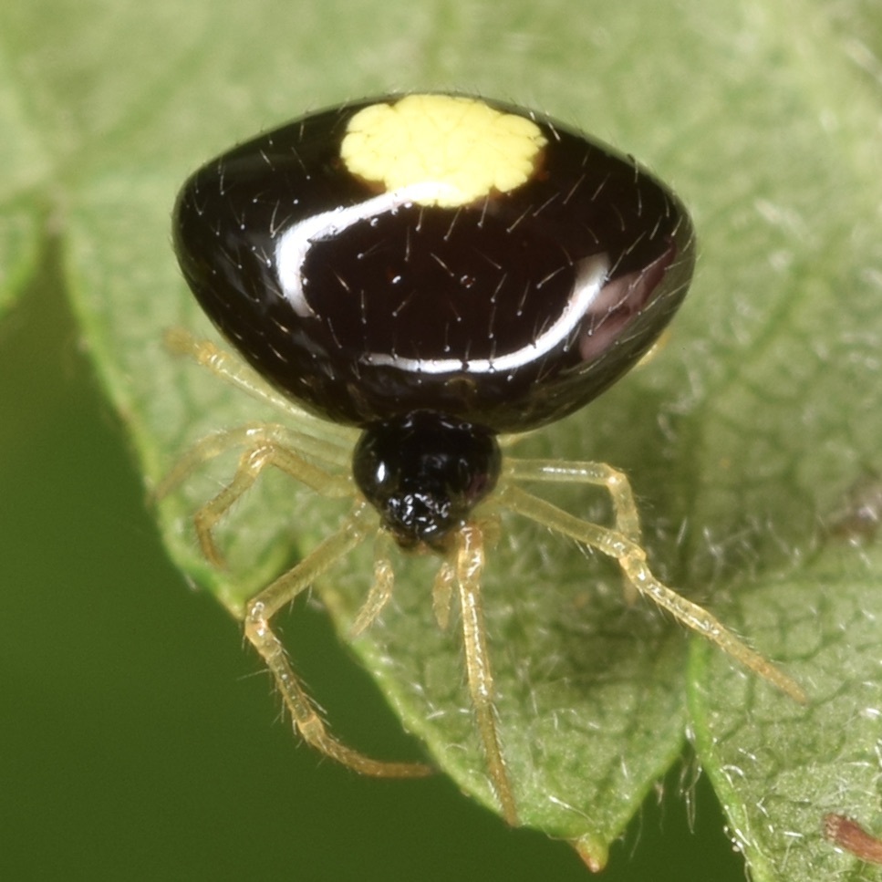 cobweb spiders