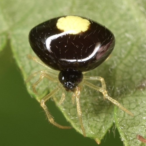cobweb spiders