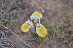 Moraea ciliata