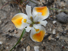 Moraea ciliata
