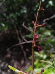 Burseraceae