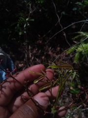 Burseraceae