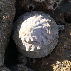Bembicium