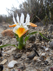 Moraea ciliata