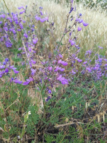 Oriental germander (Teucrium orientale)