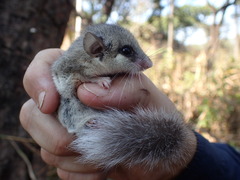 Kellen's African Dormouse photo 2