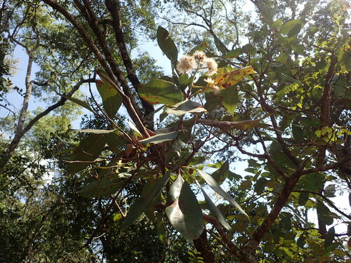 Image of Syzygium guineense by (c) Mahomed Desai, some rights reserved (CC BY)
