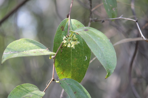 Smilax anceps (Smilax anceps)