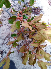 Capurodendron perrieri