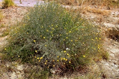 Launaea arborescens