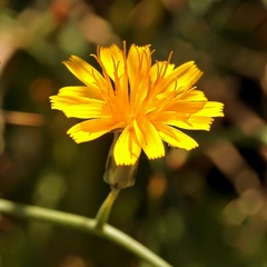 Launaea arborescens