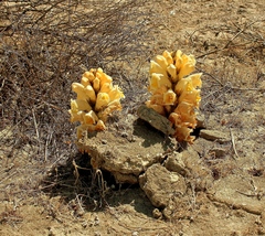 Cistanche lutea