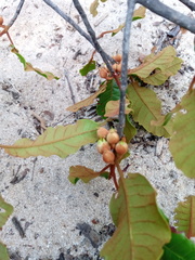 Capurodendron perrieri