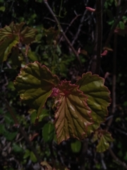 Image of Begonia majungaensis