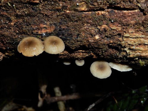 Clitocybula grisella