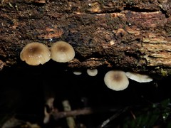 Clitocybula grisella