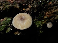 Clitocybula grisella