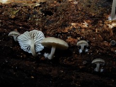 Clitocybula grisella