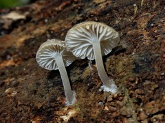 Clitocybula grisella