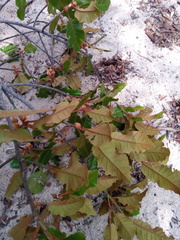 Capurodendron perrieri