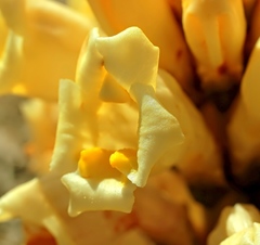 Cistanche lutea