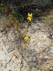 Moraea inconspicua