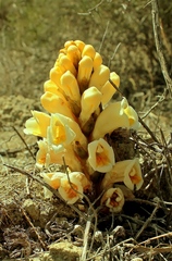 Cistanche lutea