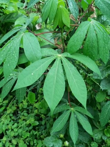 Manihot esculenta