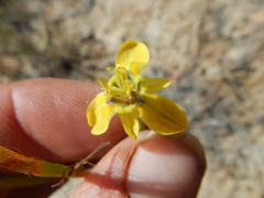 Moraea inconspicua