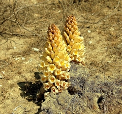 Cistanche lutea