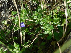 Scutellaria potosina