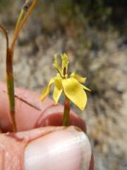 Moraea inconspicua