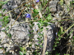 Scutellaria potosina