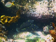 Eubalichthys bucephalus