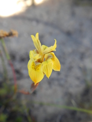 Moraea inconspicua