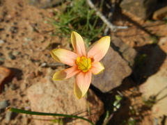 Moraea karroica