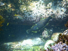 Eubalichthys bucephalus